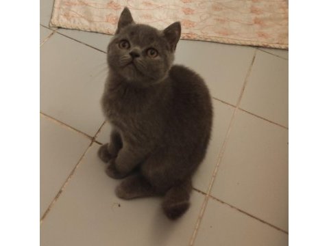 3 aylık british shorthair yavrumuz sahiplendirilecektir