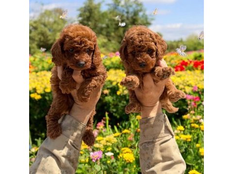 Kore toy poodle yavrularımız 