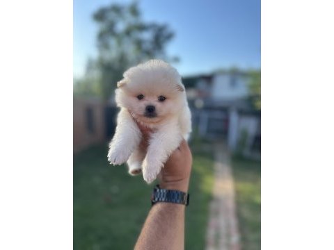 Pomeranian yavrularımız 