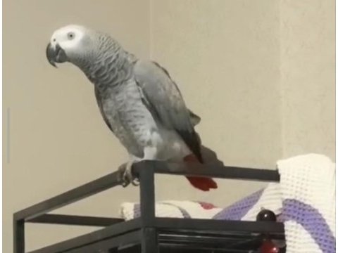  mükemmel bir konuşan jako kaçıran üzülür