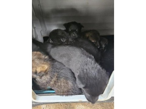 Ankara - orjinal german shepherd working line