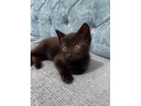 Ücretsiz sahiplendirme british shorthair
