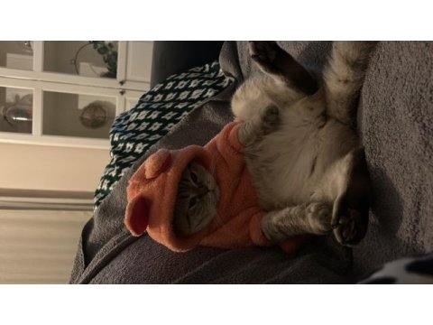 Scottish fold dişi kedimiz