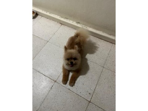Pomeranian melezi