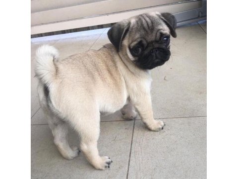 1 dişi ve 1 erkek pug yavrularım çok oyuncu çok uslular