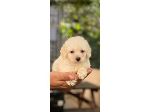 Maltese terrier bebekler