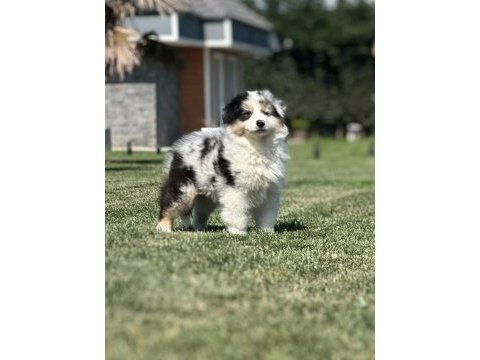 Enfes avustralya çoban köpeği yavruları