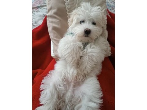 Maltese 5 aylık