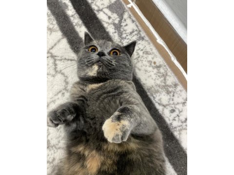 Şirinmi şirin miyaw british shorthair