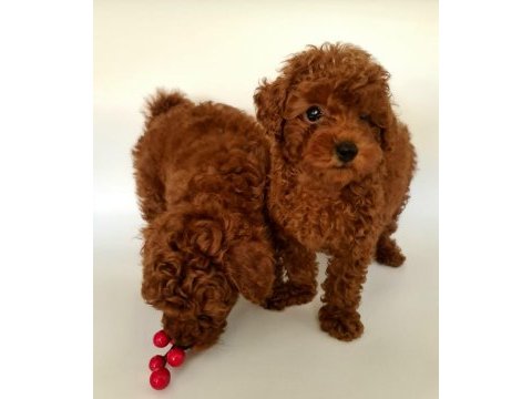 Sahibinden boy garantili orijinal red toy poodle