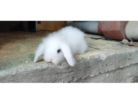 Beyaz hollanda teddy lop tavşanı