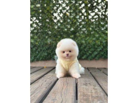 Pomeranian boo sevimli