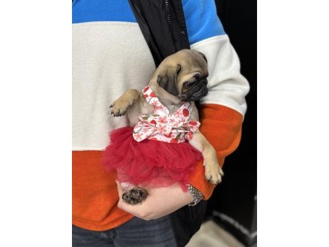 Pug yavrular sakarya