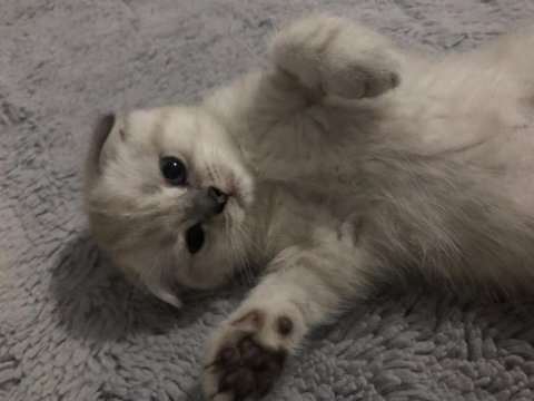 Scottish fold yavrularım erkek-dişi