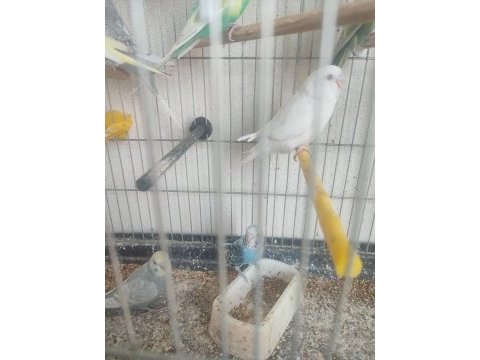 2 aylık kuşlar ve yeni yeme düşmüş yavrular