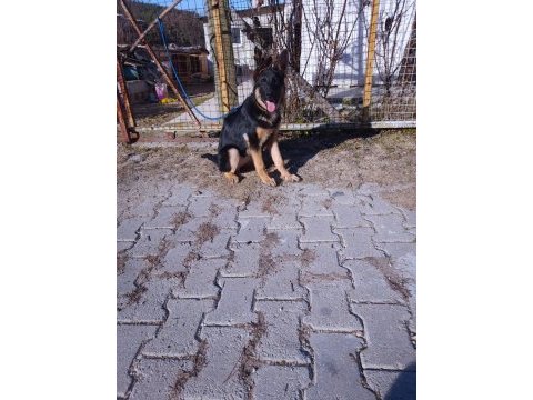 4 aylık disi aşılı karneli alman çoban köpeği yavru