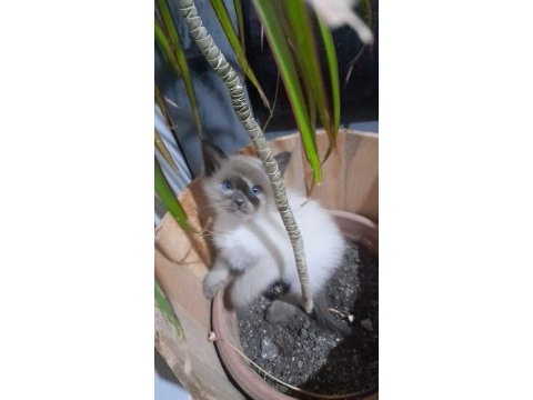 2 aylık dişi erkek siyam kedisi yavruları