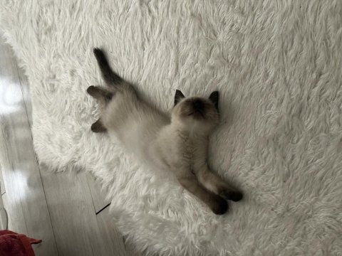 2,5 aylık erkek scottish fold