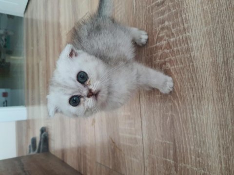 Silver scottish fold