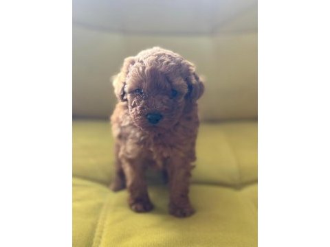 Poodle yavrularımız