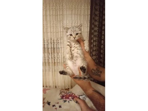 Silver tabby yavrularımız british shorthair