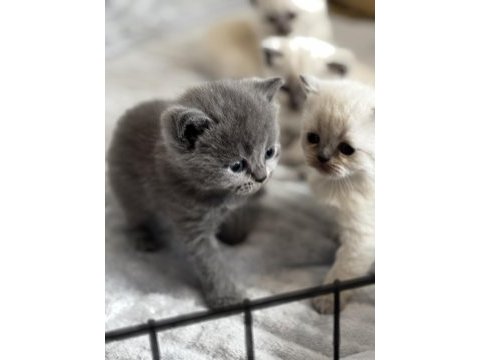 British ve scottish blue point longhair yavrularım mevcut