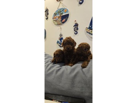 Kore poodle bebekler