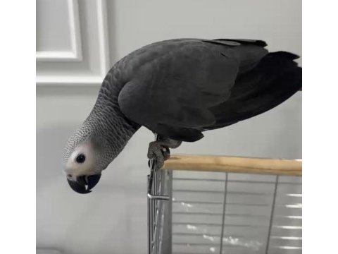Jako bebek isteyenler