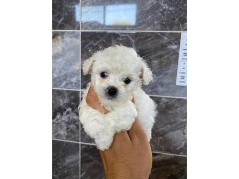 Orjinal kar beyaz bichon frise yavrular 