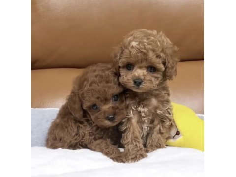 Ped eğitimli aşıları yapılı toy poodle yavrular
