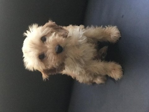 Tuvalet eğitimli maltipoo