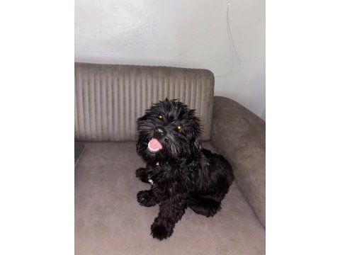 Maltese terrier siyah