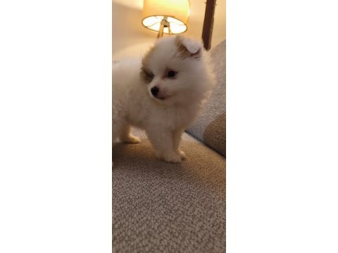 Pomeranian boo yavrularımız