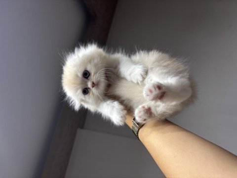 Scottish fold longhair