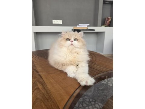 British longhair kedilerim