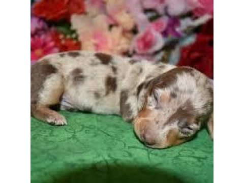 Üst kalite garantili dacshund nadir renk bebekler