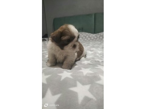 Shih tzu (şitzu) bebekler