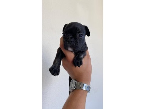 40 günlük french bulldog yavruları