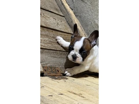 Son dişi french bulldog günü gelen aşıları yapıldı