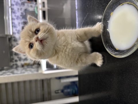 Yakışıklı oğlumuz %100 british shorthair
