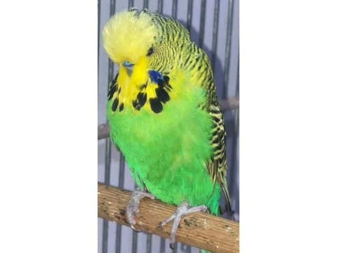 Fethiye muhabbet kuşu show jumbo yavru