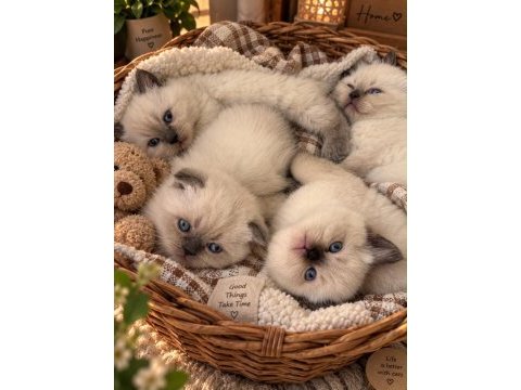 Irk ve sağlık garantili british shorthair