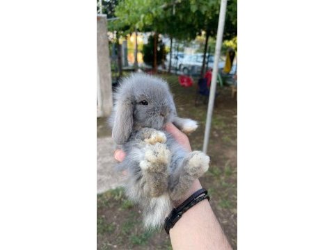Hollanda lop tavşanı yavruları muğla-bodrum
