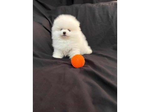 Gülen surat pomeranian