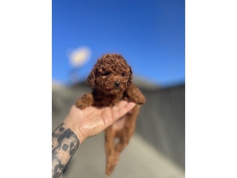 Orjinal toy poodle yavru