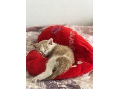 2 aylık sarman kedimiz