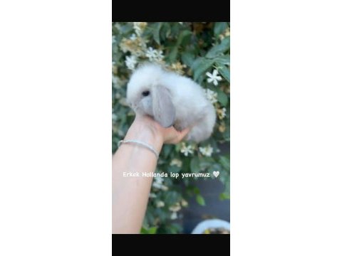 Hollanda lop tavşanlar ve cüce yavrular