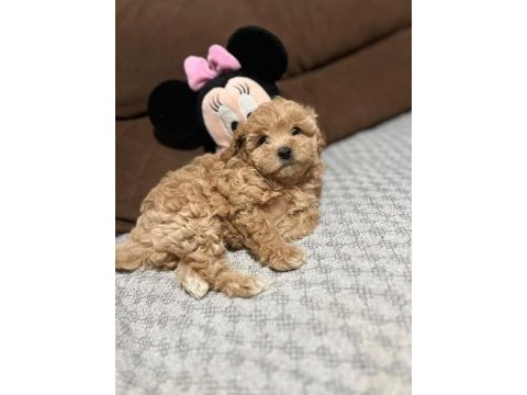 Maltipoo dişi