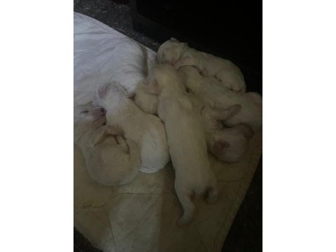 15 günlük yavru maltese