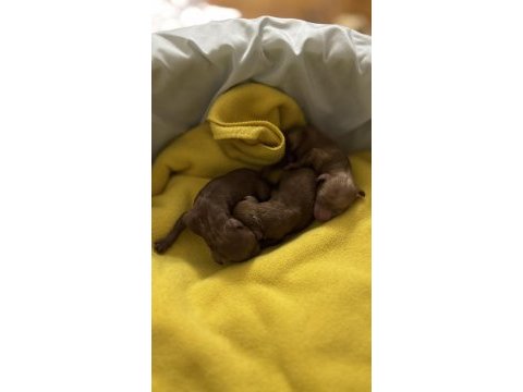 Yavru a kalite 2 dişi ve 1 erkek yavru poodle